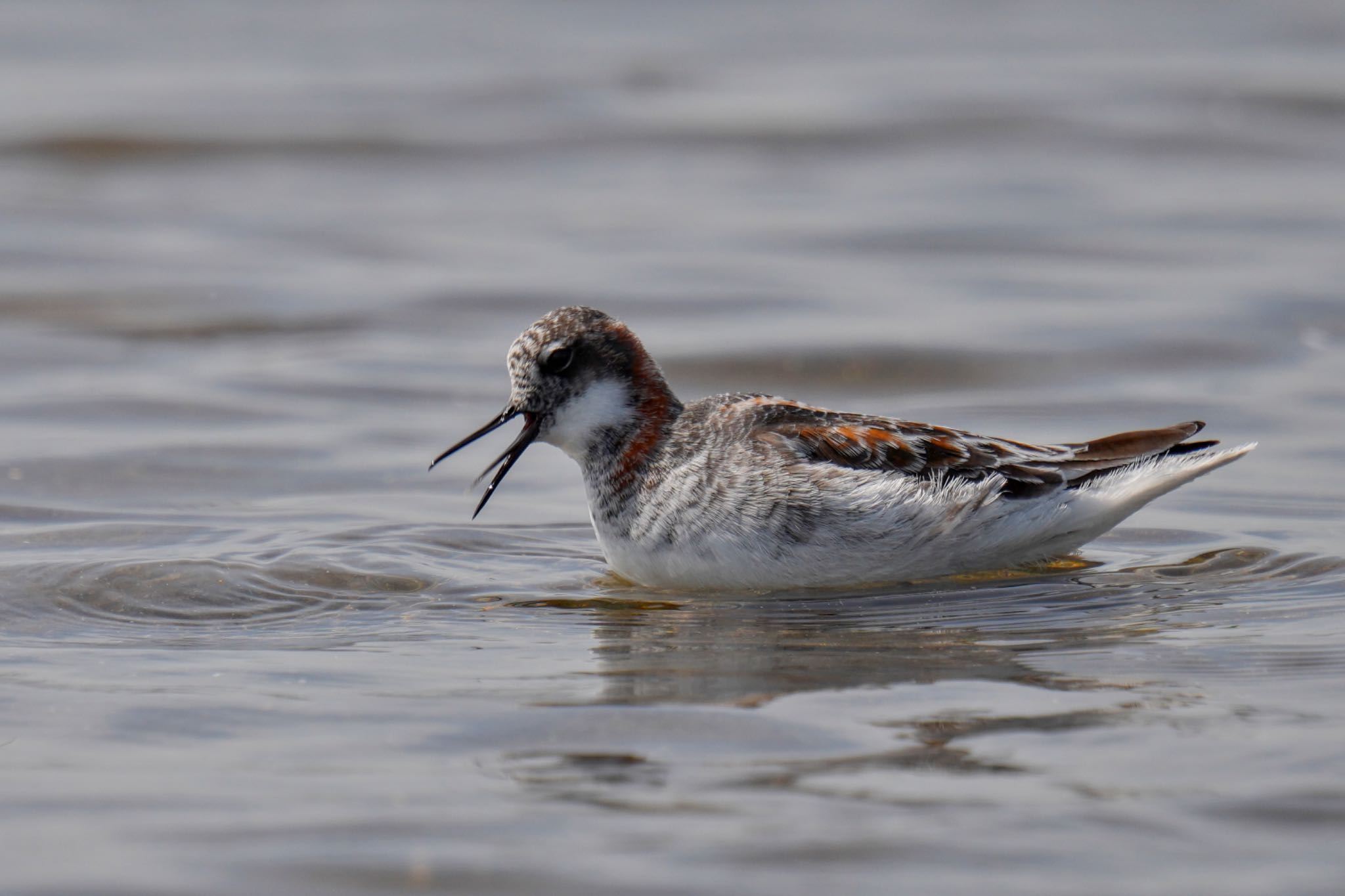 Red-necked Phalarope