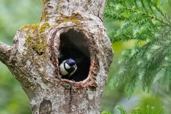 Japanese Tit 八王子城跡 Sun, 5/28/2023