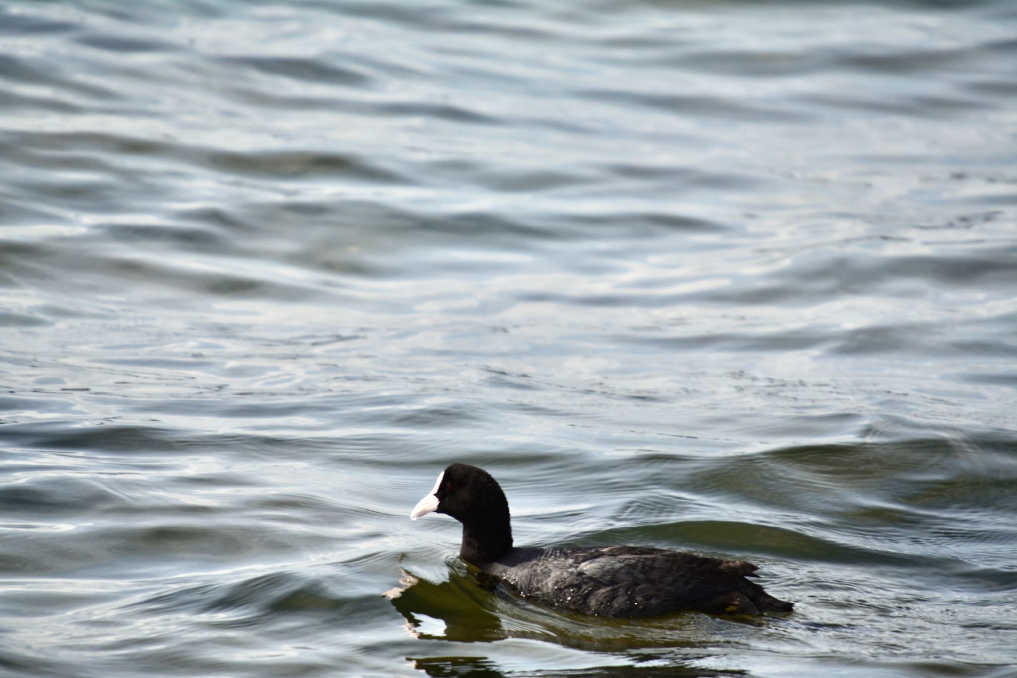 Photo of Eurasian Coot at 竹島園地 by noel