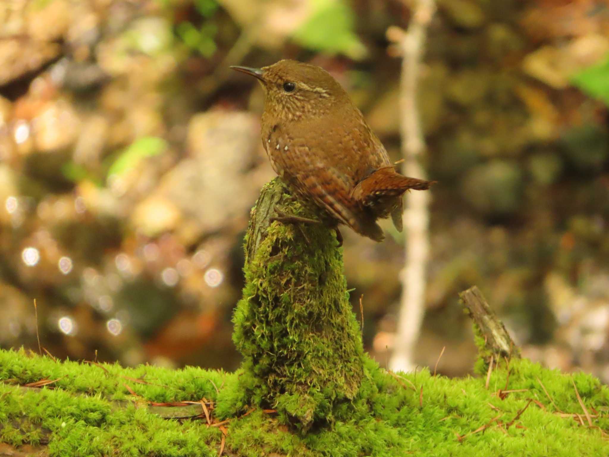 Eurasian Wren