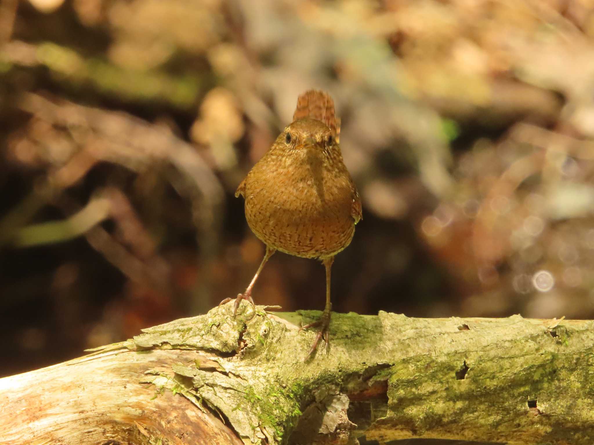 Eurasian Wren