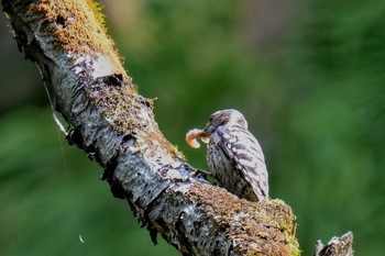 Japanese Pygmy Woodpecker 八王子城跡 Sun, 5/28/2023