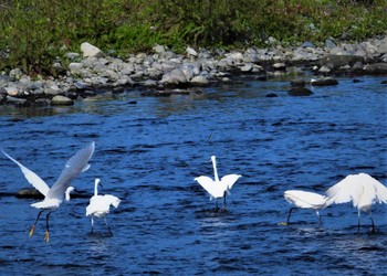 Little Egret 酒匂川河口 Fri, 5/5/2023