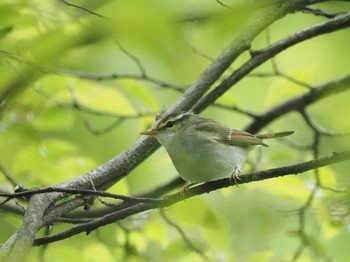 Eastern Crowned Warbler Karuizawa wild bird forest Fri, 5/26/2023