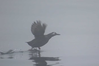 ケイマフリ 北海道 落石町 2018年7月2日(月)