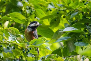 Varied Tit 八王子城跡 Sun, 5/28/2023