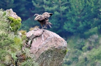 コンドル Mindo(Ecuador) 2023年5月23日(火)