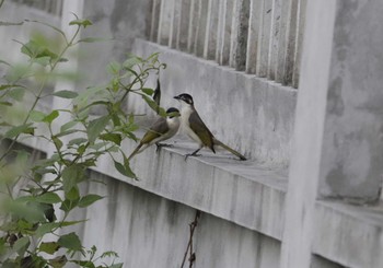 シロガシラ Van Long Nature Reserve 2023年5月2日(火)