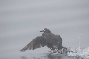 Spectacled Guillemot 北海道 落石町 Mon, 7/2/2018