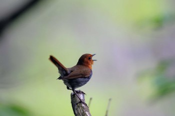 Japanese Robin 上高地 Sun, 5/28/2023