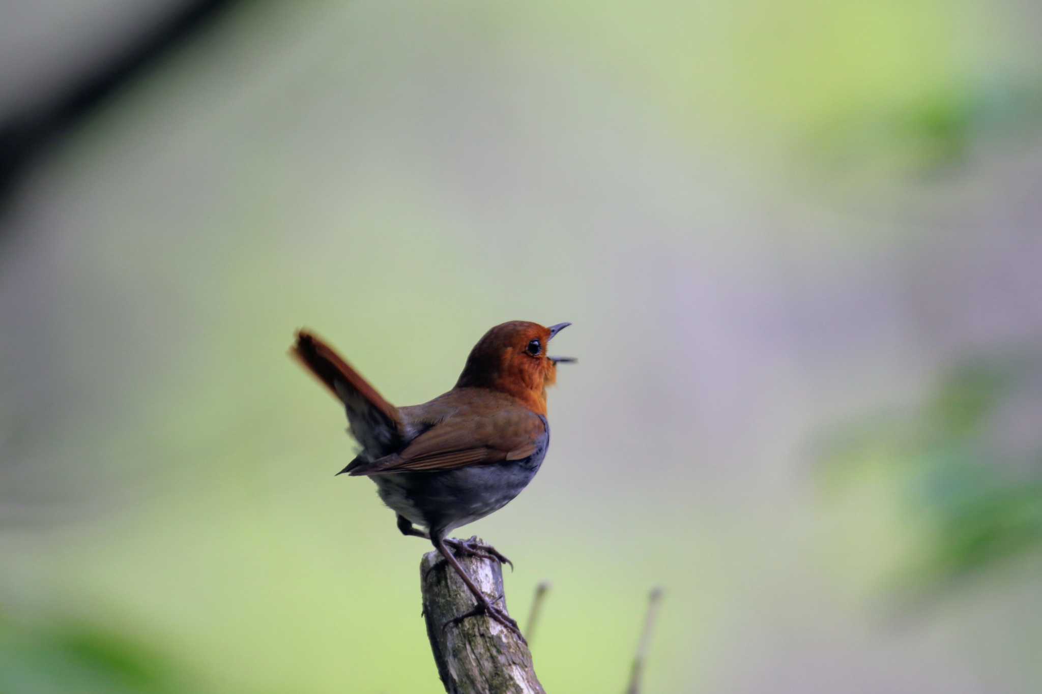 Photo of Japanese Robin at 上高地 by はやぶさくん