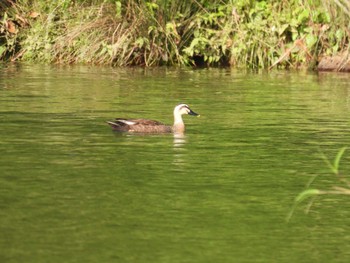 Eastern Spot-billed Duck 五十鈴公園 Sun, 5/21/2023