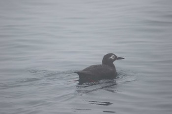 Spectacled Guillemot 北海道 落石町 Mon, 7/2/2018