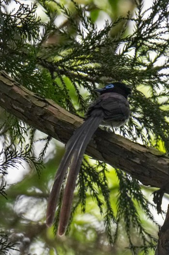 Black Paradise Flycatcher 八王子城跡 Sun, 5/28/2023