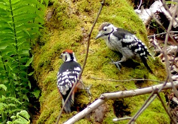 Sat, 5/27/2023 Birding report at Senjogahara Marshland