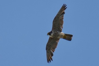 Peregrine Falcon Sambanze Tideland Sat, 5/27/2023