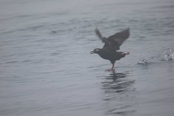 Spectacled Guillemot 北海道 落石町 Mon, 7/2/2018