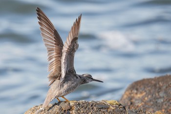 Wandering Tattler 日の出三番瀬沿い緑道 Sat, 5/27/2023