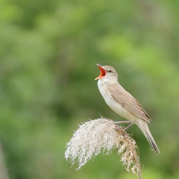 Oriental Reed Warbler 淀川河川公園 Sun, 5/28/2023
