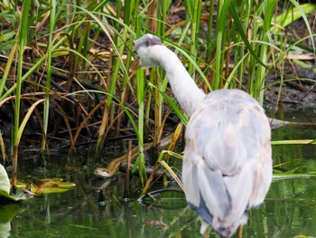 アオサギ じゅん菜池緑地(蓴菜池緑地) 2023年5月20日(土)