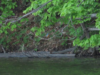 Common Kingfisher Nishioka Park Sat, 5/20/2023