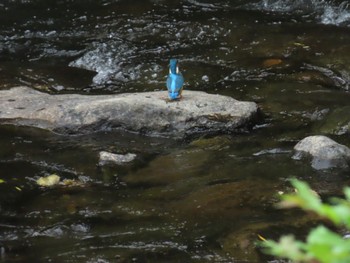 Common Kingfisher 真駒内川 Sun, 5/28/2023