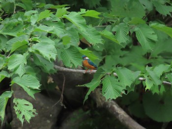 Common Kingfisher 真駒内川 Sun, 5/28/2023