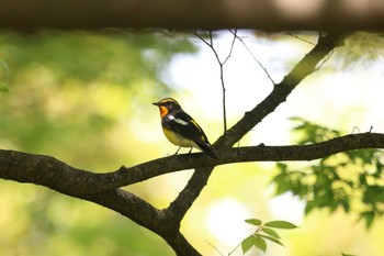 キビタキ 大阪城公園 2023年4月23日(日)