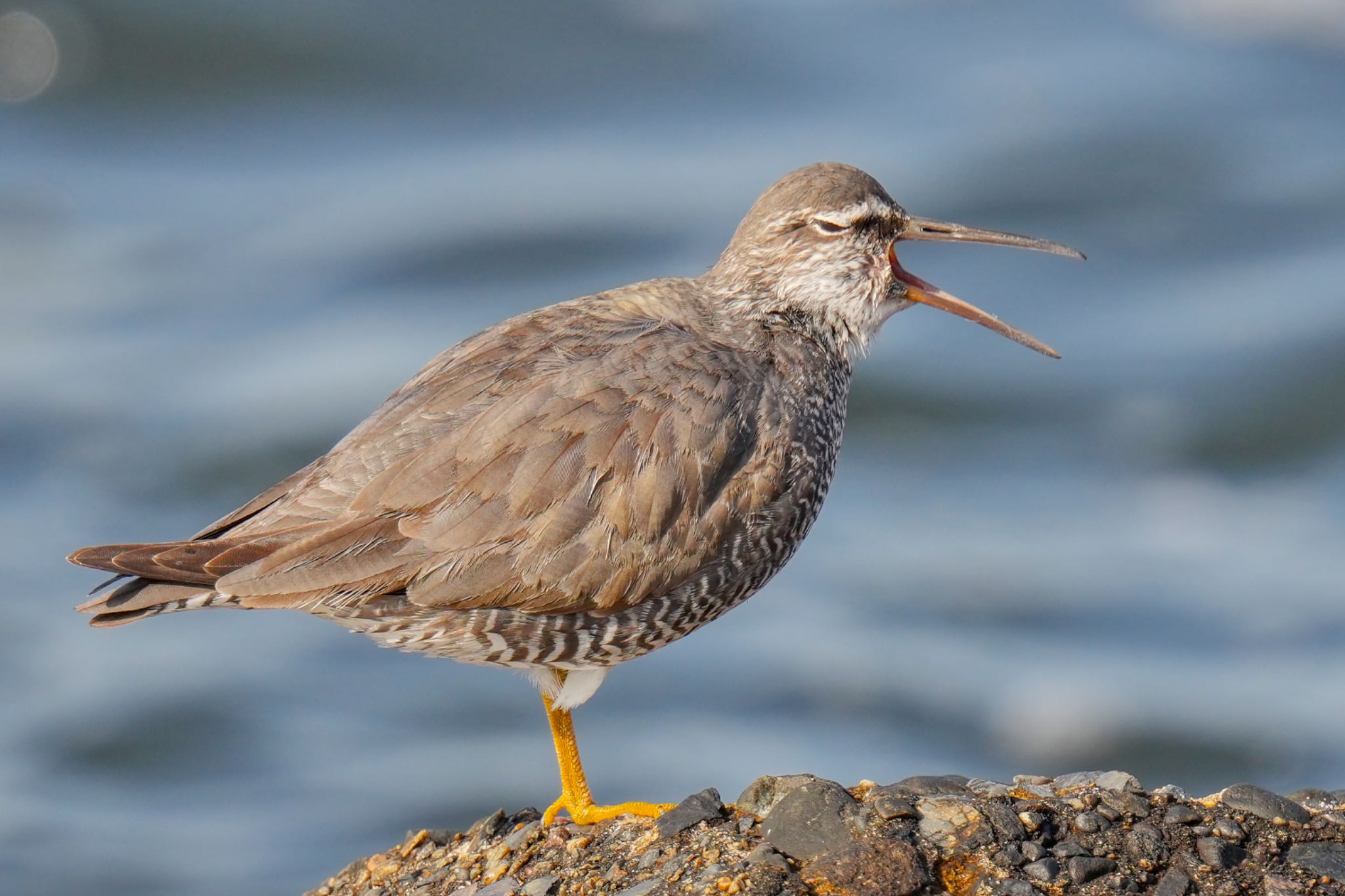 Wandering Tattler