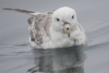 Northern Fulmar 北海道 落石町 Mon, 7/2/2018