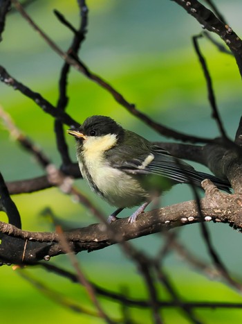 シジュウカラ じゅん菜池緑地(蓴菜池緑地) 2023年5月10日(水)