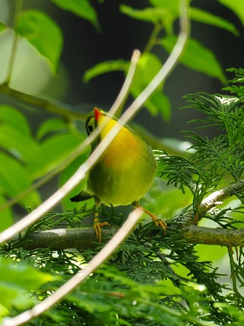 ソウシチョウ 筑波山 2023年5月24日(水)