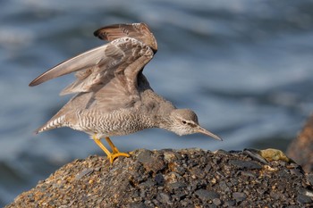 Wandering Tattler 日の出三番瀬沿い緑道 Sat, 5/27/2023