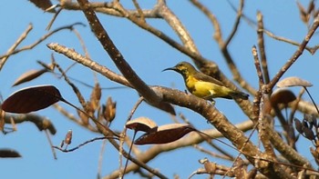 Ornate Sunbird ランカウィ島(ペルジャヤ・ランカウイリゾート) Mon, 5/15/2023