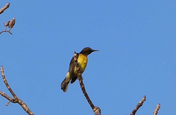 Ornate Sunbird ランカウィ島(ペルジャヤ・ランカウイリゾート) Mon, 5/15/2023