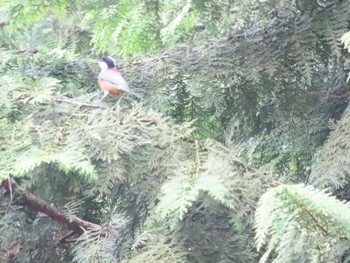 Varied Tit 八王子城跡 Mon, 5/29/2023