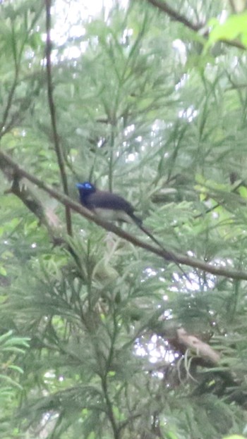 Black Paradise Flycatcher 八王子城跡 Mon, 5/29/2023