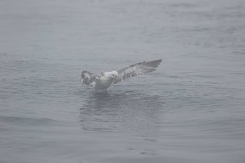 Northern Fulmar 北海道 落石町 Mon, 7/2/2018