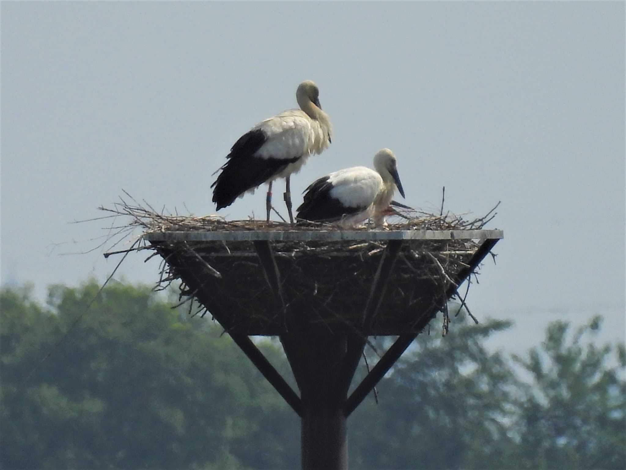 コウノトリ