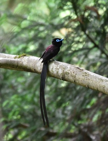 2023年5月28日(日) 八王子城跡の野鳥観察記録