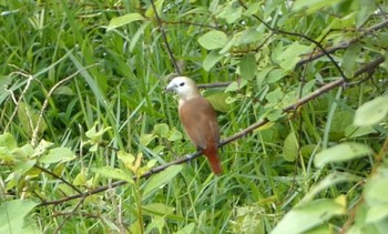 White-headed Munia ランカウィ島(お米博物館) Wed, 5/17/2023