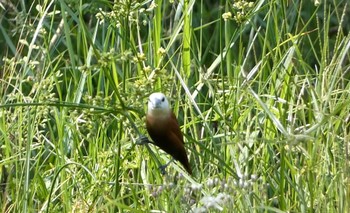 White-headed Munia ランカウィ島(お米博物館) Wed, 5/17/2023