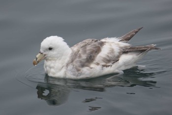 Northern Fulmar 北海道 落石町 Mon, 7/2/2018