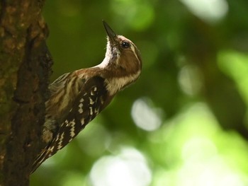 2023年5月29日(月) 江津湖の野鳥観察記録