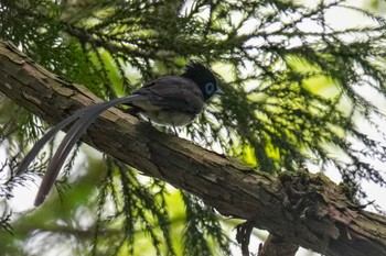 Black Paradise Flycatcher 八王子城跡 Sun, 5/28/2023