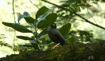 Javan Myna クアラルンプール(レイクガーデン) Sat, 5/20/2023