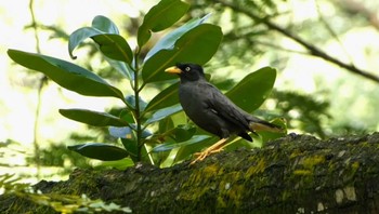 Javan Myna クアラルンプール(レイクガーデン) Sat, 5/20/2023