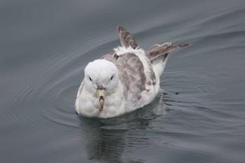 Northern Fulmar 北海道 落石町 Mon, 7/2/2018