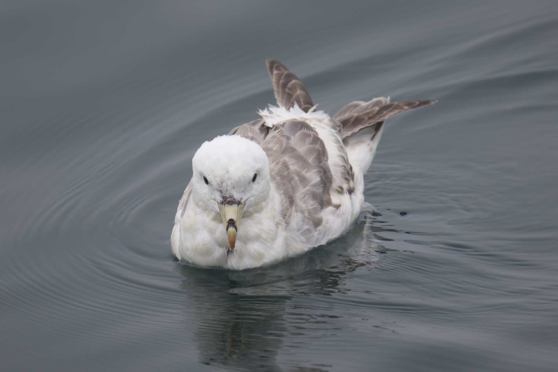 Photo of Northern Fulmar at 北海道 落石町 by マイク