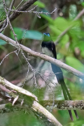 Black Paradise Flycatcher 八王子城跡 Sun, 5/28/2023